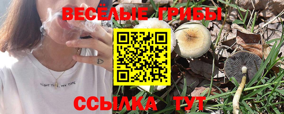Псилоцибиновые грибы GOLDEN TEACHER Кингисепп